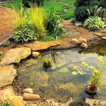 A natural pond in a residential backyard