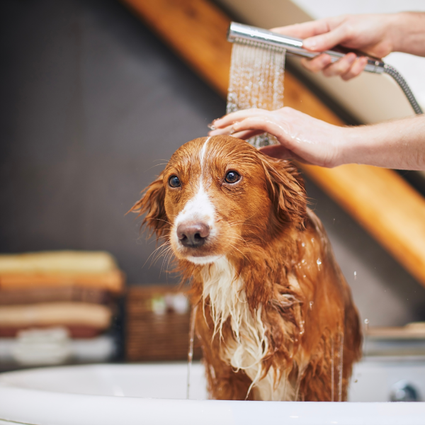 Nova Scotia Duck Tolling Retriever getting a bath at home